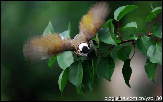 金海湖的鸟（2）——白头翁（组图）