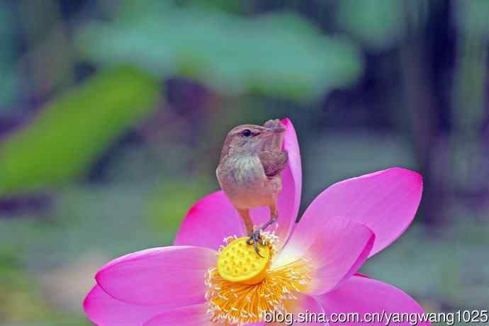 东方大苇莺与荷花（1）