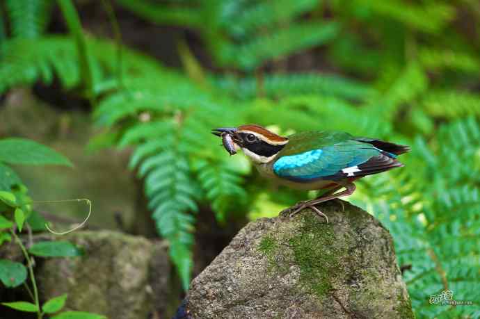 董寨的仙八色鸫