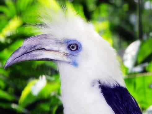 奇特的盔:盔犀鸟 奇特的盔:盔犀鸟