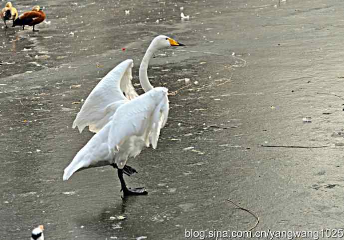冰上舞蹈（白天鹅、赤麻鸭）