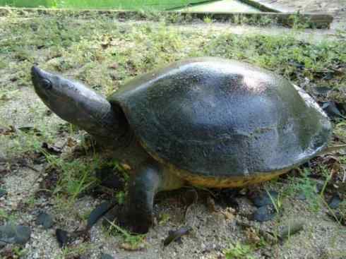 玄武：传说的兽原型探秘（潮龟）