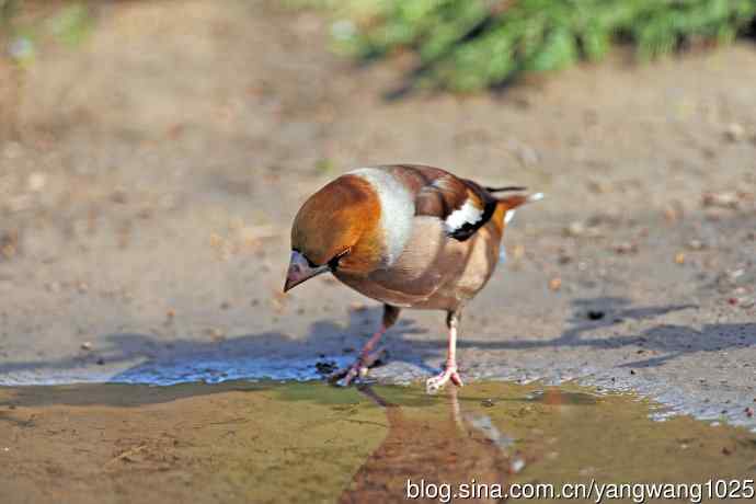 锡嘴雀(3) 锡嘴雀(3)