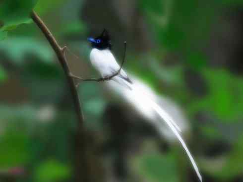 雀鸟也彪悍：霓裳飘舞（绶带）