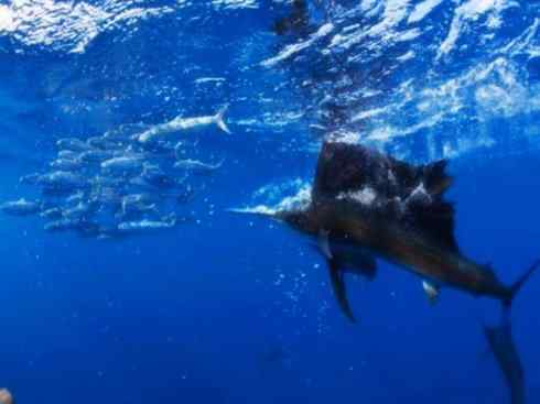 自然奇观：动物大迁徙(沙丁鱼)