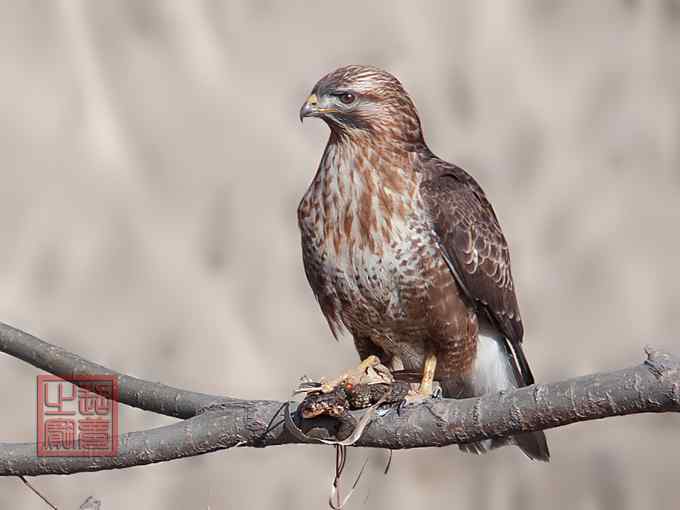 新寓言故事：蟾蜍与鵟鹰（组图）