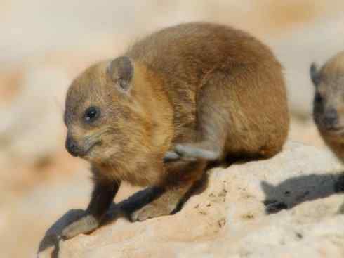 动物世界:山寨还是原创之十 动物世界:山寨还是原创之十