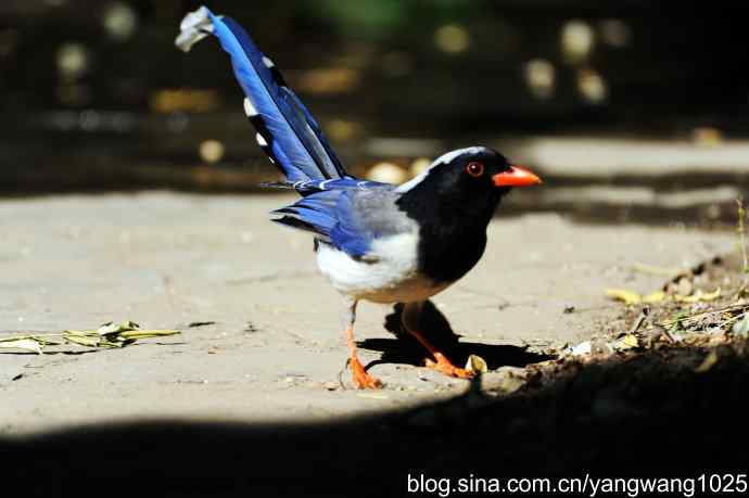 红嘴蓝鹊（2）