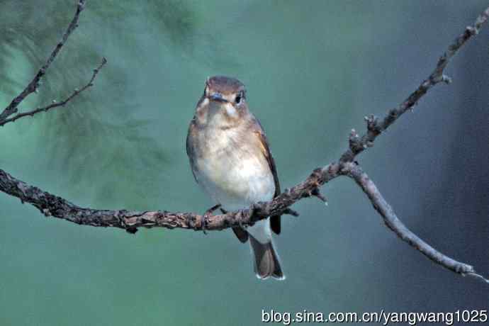 北京天坛公园的鸟类——北灰鹟（5）