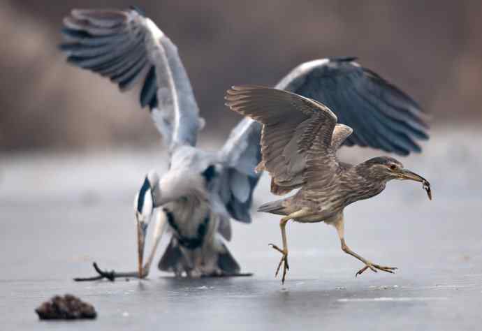 以大欺小 wbr倚强凌弱 以大欺小 wbr倚强凌弱
