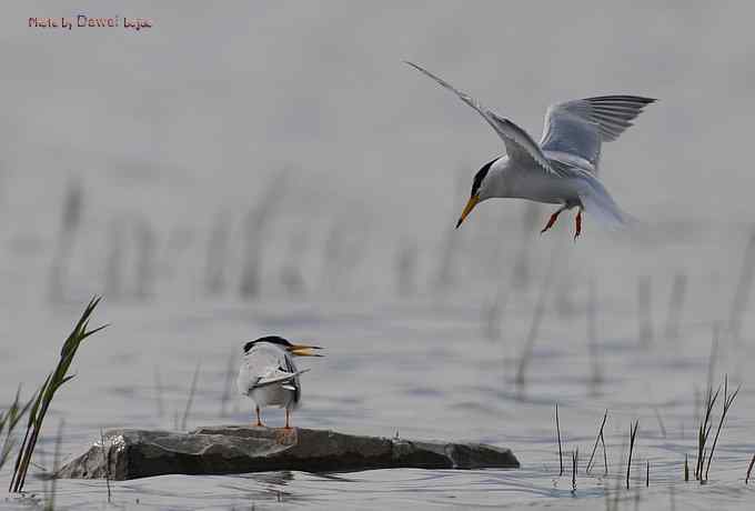白额燕鸥：丹青写意 wbr似水柔情