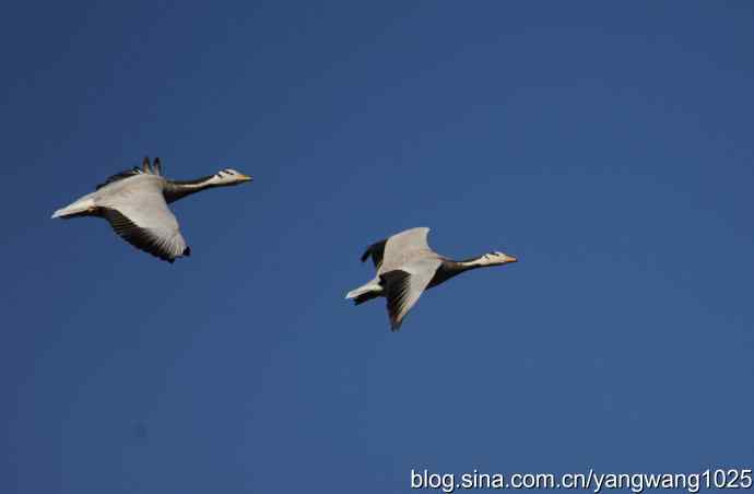 飞 wbr(斑头雁) wbr2 飞 wbr(斑头雁) wbr2