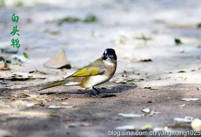 杂片（立冬所获）