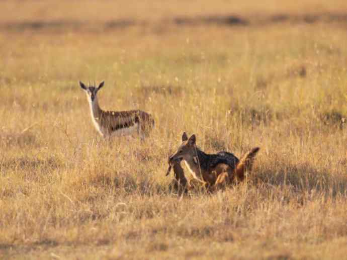 犬科:犬亚科犬属之金豺、黑背豺(胡狼类) 犬科:犬亚科犬属之金豺、黑背豺(胡狼类)