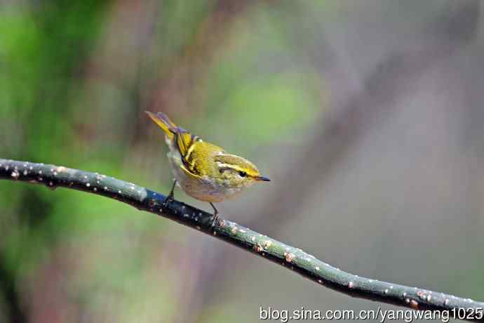 黄腰柳莺（20）