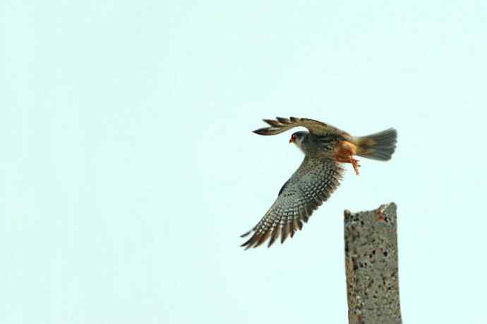 周末野鸭湖（自然摄影）