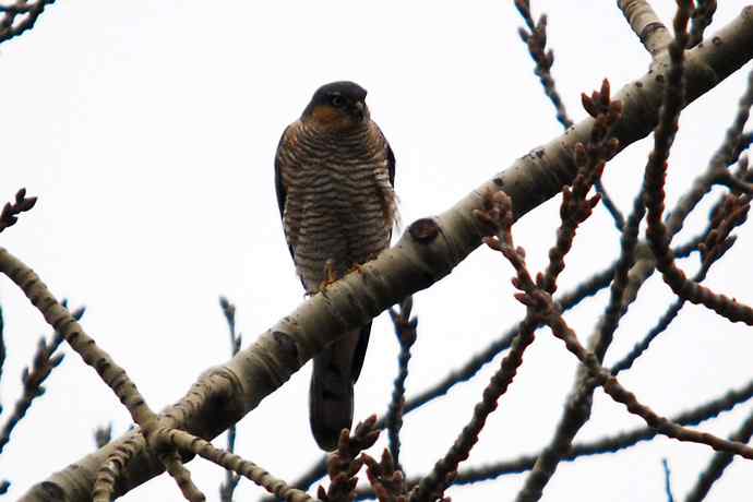 北京植物园赏鸟（九），雀鹰（组图）