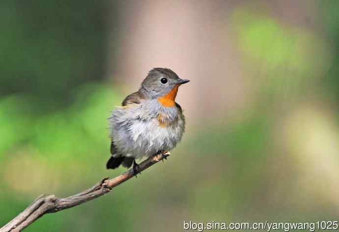浴后（红喉姬鹟）