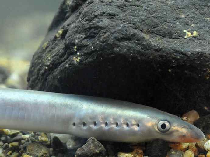 鱼类活化石：七鳃鳗