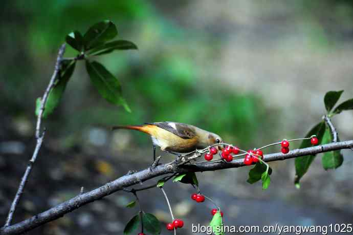 雌性北红尾鸲(4) 雌性北红尾鸲(4)