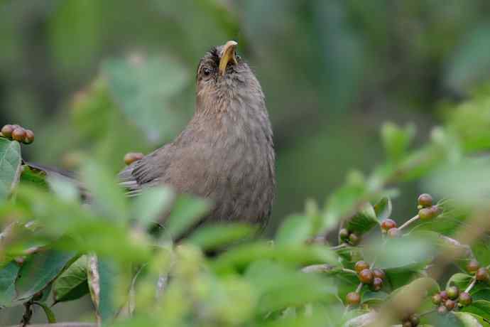 植物园的山噪鹛