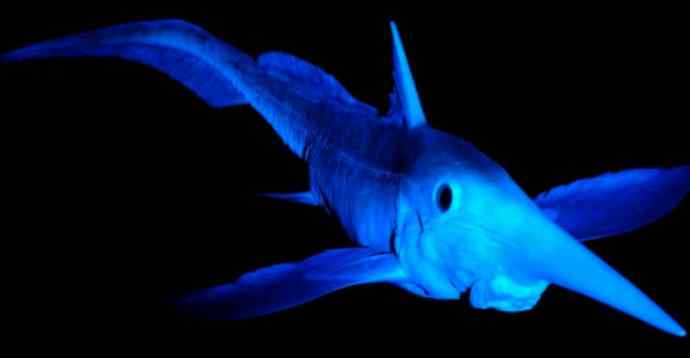 鱼类活化石：长吻银鲛