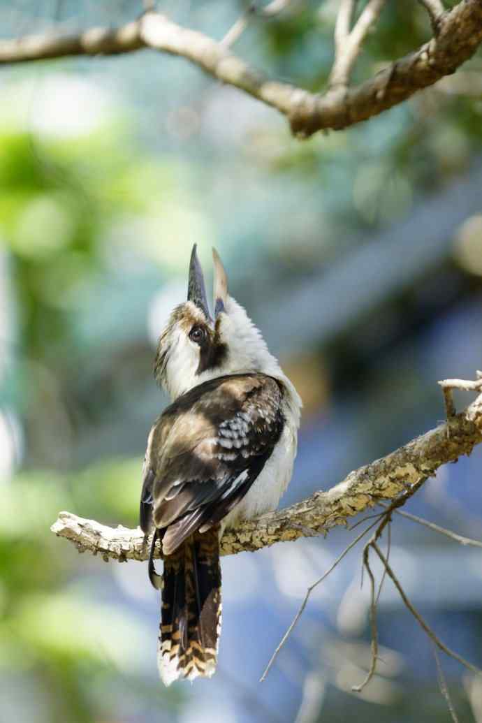 澳洲拍鸟鈥斺敿樾Υ