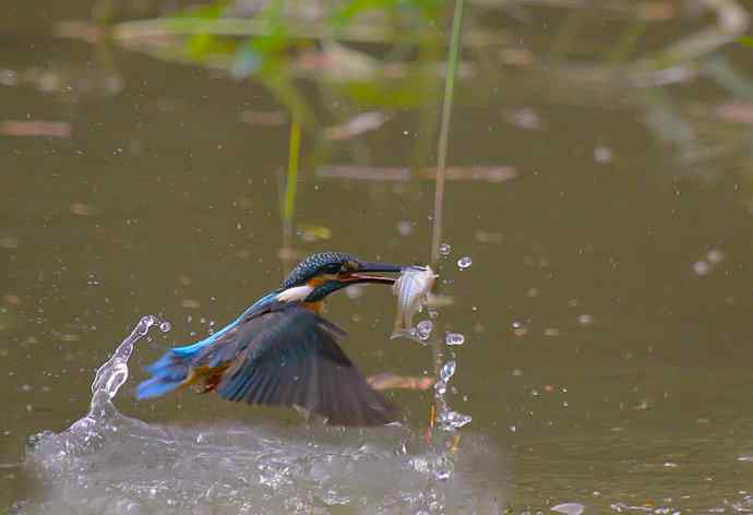 220.可爱小翠--飞姿图
