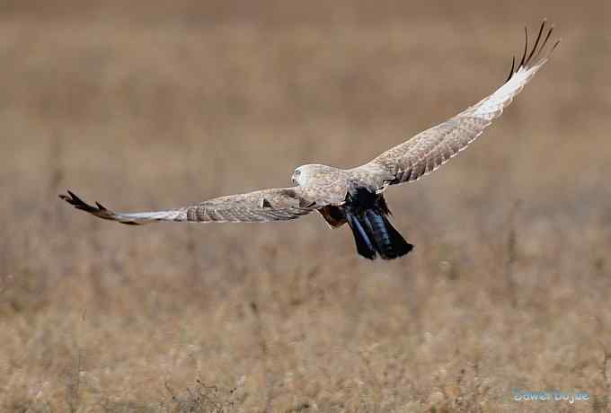 大鵟起兮神采飞扬 大鵟起兮神采飞扬