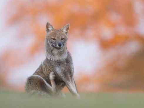 犬科：狐亚科伪狐属之高地狐、河狐、秘鲁狐