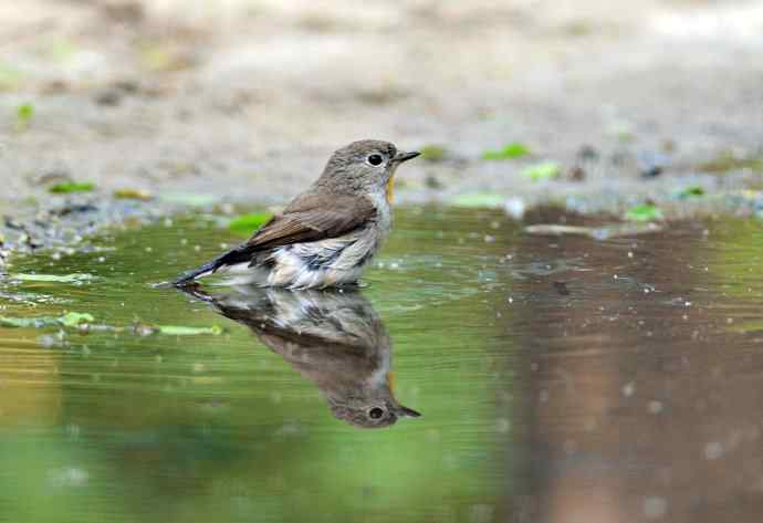 浴（红喉姬鹟）
