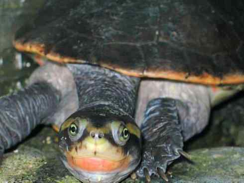 玄武：传说的兽原型探秘（澳洲长颈龟）