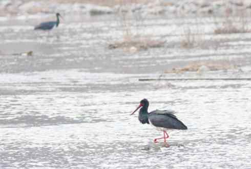五百分之八的黑鹳