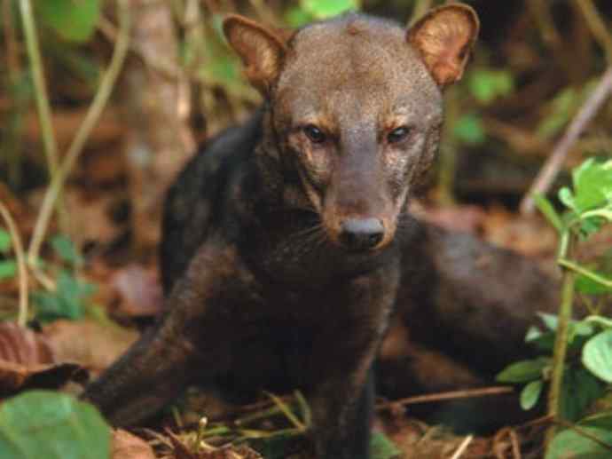 犬科：犬亚科小耳犬属的小耳犬