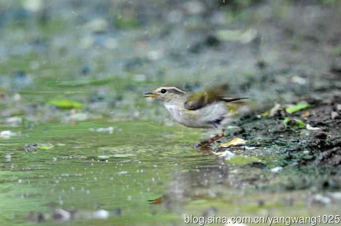 黄眉柳莺(7) 黄眉柳莺(7)