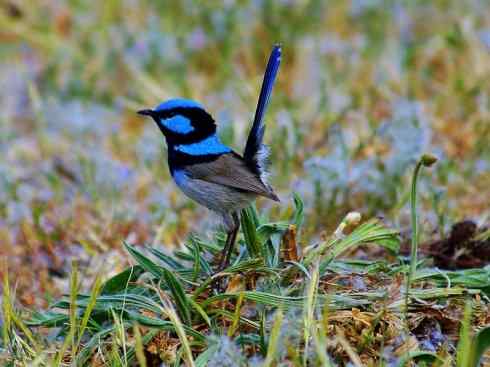 美丽无罪：雀鸟之鹩莺