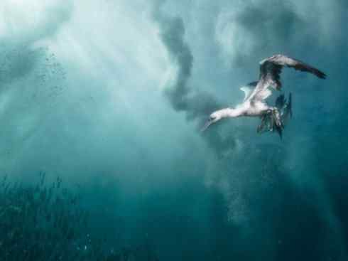 自然奇观：动物大迁徙(沙丁鱼)