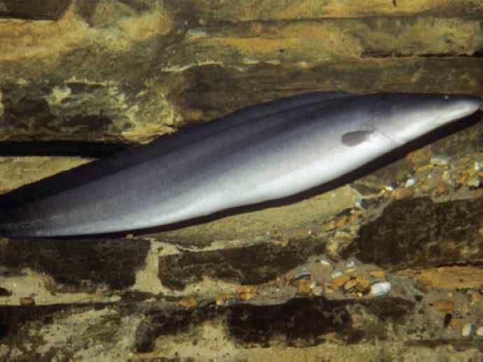 鱼类活化石：裸臀鱼