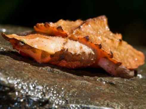 玄武：传说的兽原型探秘（玛塔龟）