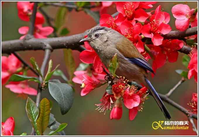 海棠花间的鈥溊冻嵯ｐ题潯菊掌