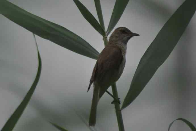 很难捕捉的苇莺 wbr1