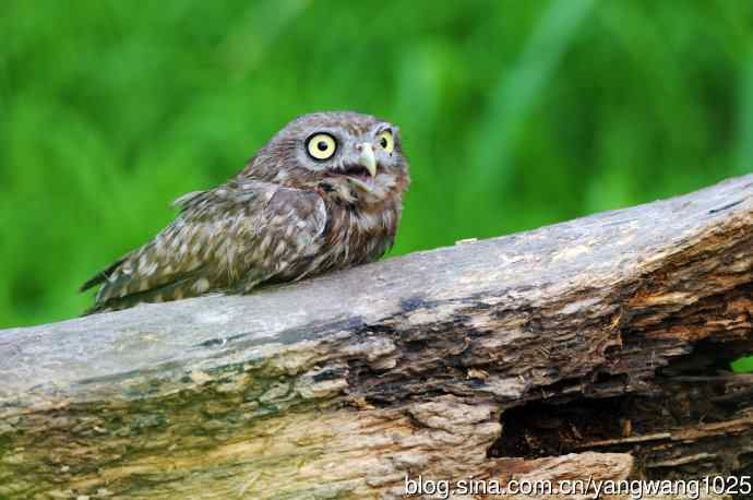 纵纹腹小鸮（1）