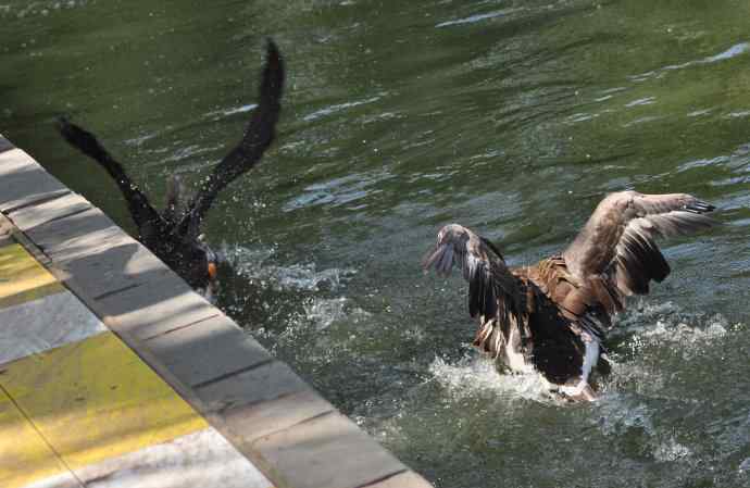 海鸥与打架的鸿雁 海鸥与打架的鸿雁