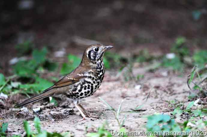 宝兴歌鸫(1) 宝兴歌鸫(1)
