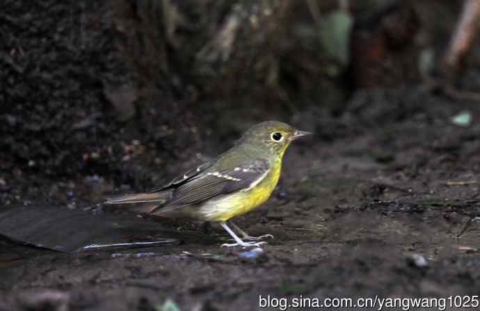 雌性绿背姬鹟（9）