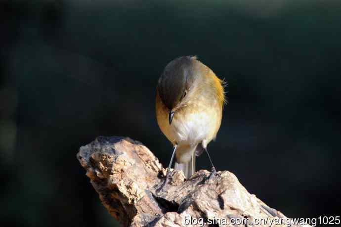 雌性红胁蓝尾鸲（73）