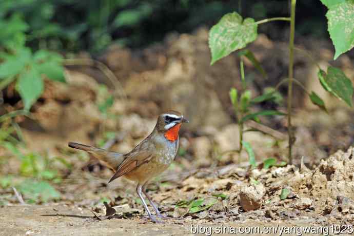 雄性红喉歌鸲(20) 雄性红喉歌鸲(20)