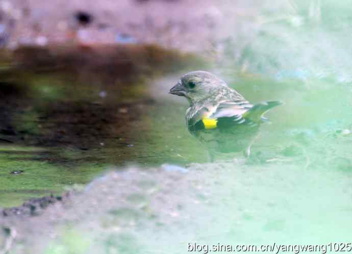 北京天坛公园的鸟类——羽翼未丰的金翅鸟