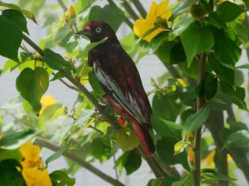 极品红色鸟类：深红紫伞鸟