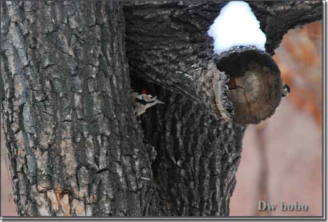 点击图片或使用键盘← →翻页